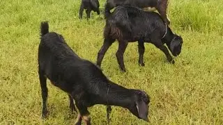Pets & animal is live