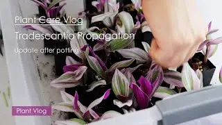 Indoor plant care vlog | Update of Tradescantia Cutting propagation and Trimmed tradescantia