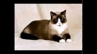 Лечебные корма пурина для кошек