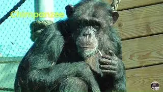 Pets for children As they say Chimpanzee Giraffe Donkey Caracal Bison Jellyfish Snake Parrot Dog