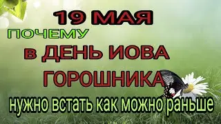 19 мая народный праздник Иов Горошник. Запреты дня