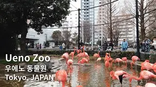 Visit Ueno Zoo in Tokyo, Japan 4K Walk