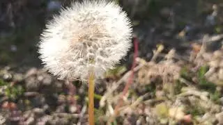 ОДУВАНЧИК.ТАКОЙ ТОНЕНЬКИЙ СТЕБЕЛЕК И ТАКИЕ БОЛЬШИЕ ЩЕКИ))