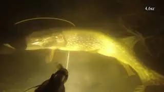 Аллигаторы Дона #1 весенняя подводная охота на щук 2021 март  spearfishing 2021 russia pike