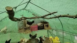chickens hen rooster eggs land homestead prestead farm property animals flock