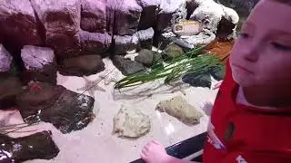 Manchester Sea Life centre Trafford Centre Winter Visit 2019