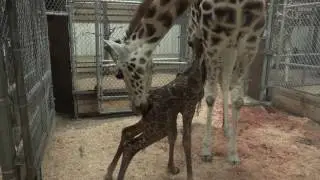 Seattle's tallest baby: giraffe born at Woodland Park Zoo