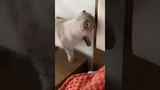 Приключения Лелика 😐
