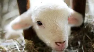 FIRST EVER LAMB BORN at THE CHATEAU FARM! #newfarm #farmlife #farming #farm
