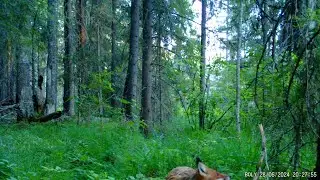 Рыжая плутовка устроила переполох в лесу.