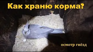 TimPtitZ: Как храню корма? Осмотр гнёзд.