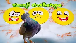 Pigeon Training... Emoji Challenge!