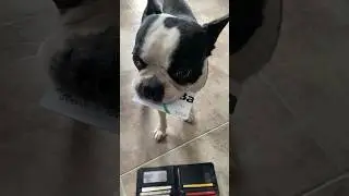 Perrito comprando 🛒 juguetes #bostonterrier #dog #tendencias #cachorro #bostonterrierlove #humor