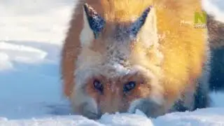 Удивительное семейство псовых 3