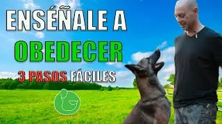 3 TRICKS to HAVE an OBEDIENT DOG (Focus and Connection)