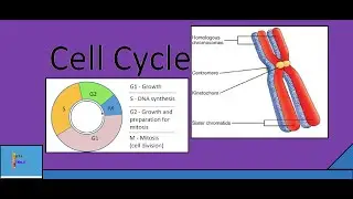 Cell cycle