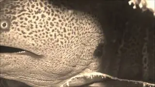 Мурены Красного моря