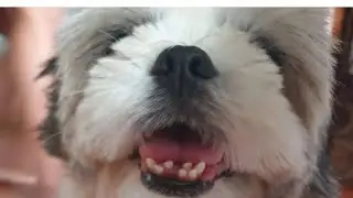 PRINCESS SHIH TZU FUNNY TEETH