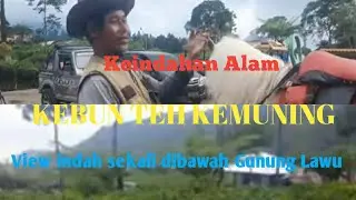 SEJUKNYA KEBUN TEH KEMUNING NGARGOYOSO DENGAN ANEKA PEMANDANGAN UNIK DIBAWAH LERENG GUNUNG LAWU.