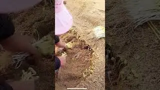 The process of digging bean sprouts in the sand