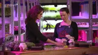 Reportáž o Microgreens (Jedlých klíčcích)