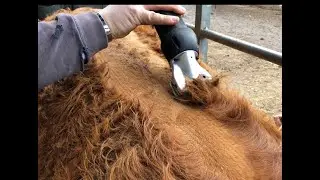 Masterclip Samson Cattle Clipper with Livestock Blade