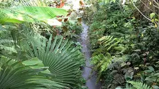 Our Dutch Tropical Garden, Change of Seasons