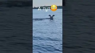 Ловлю я значит рыбку, а тут такое…😳 #shorts #природа #лось #рыбалка #fishing