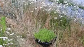 Herbal Materia Medica #5 Yarrow