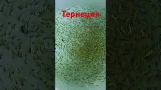 Тернеция