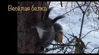Белки в парке Победы Ангарск