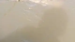 Сазан на кукане, а мы приняли его за золотую рыбку