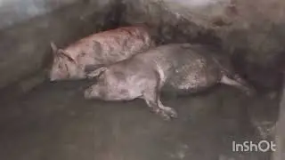 ferme à louer : 5raisons qui poussent à l'abandon des fermes