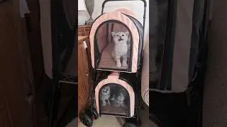 Family musical orchestra of kittens with the song 