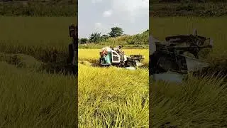 MESIN PANEN PADI COMBINE LIHAT PROSESNYA