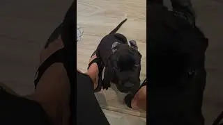 What Happens When Puppy is Alone for 10 Minutes 😄 #presacanario