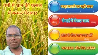 ग्रिष्मकालीन धान की खेती की जानकारी || dhan ki kheti kaise karen ||dhan ki fasal