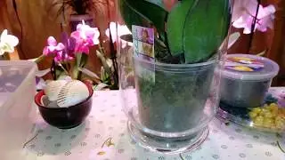 Новая Орхидея Препараты для аптечки орхиофила