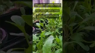 Великолепный мангольд #микрозелень #зелень #здоровоепитание #ижевск