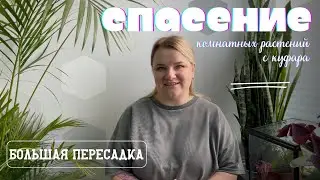 Бесплатные растения с куфара 🪴Спасение и большая пересадка 👩‍🌾