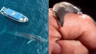 What is the largest and smallest mammal in the world?