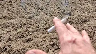 Озимые сидераты( овёс)