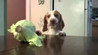 пес хочет капусту