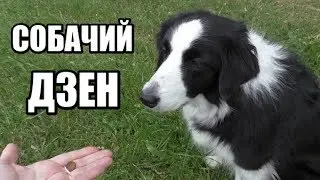 VERY IMPORTANT! We train dog ZEN The basis for the 