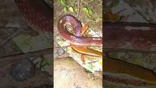 krait vs spinks fight viral video