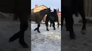Америка