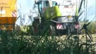 [HD] Claas Jaguar 900 bei der Ganzplanzensilage