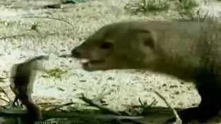 Cobra vs Mongoose #animal #fighting