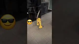 Стиль зашкаливает 😎 #животные #animals #shortvideo #subscribe #funnyshorts