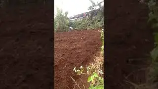 Hayu kamana ewean